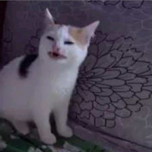 Meet your Posher, Isabella